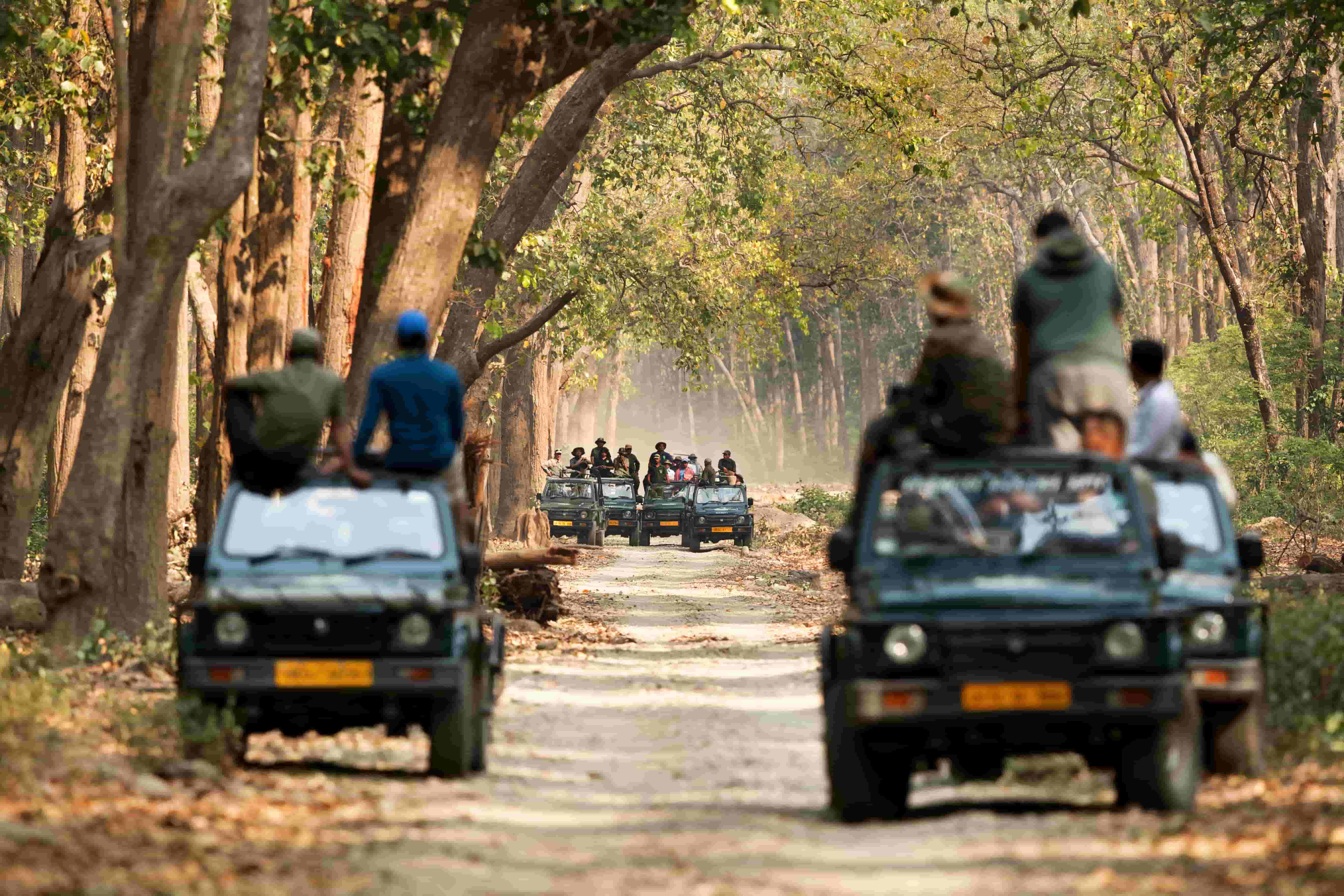 Wild Safari